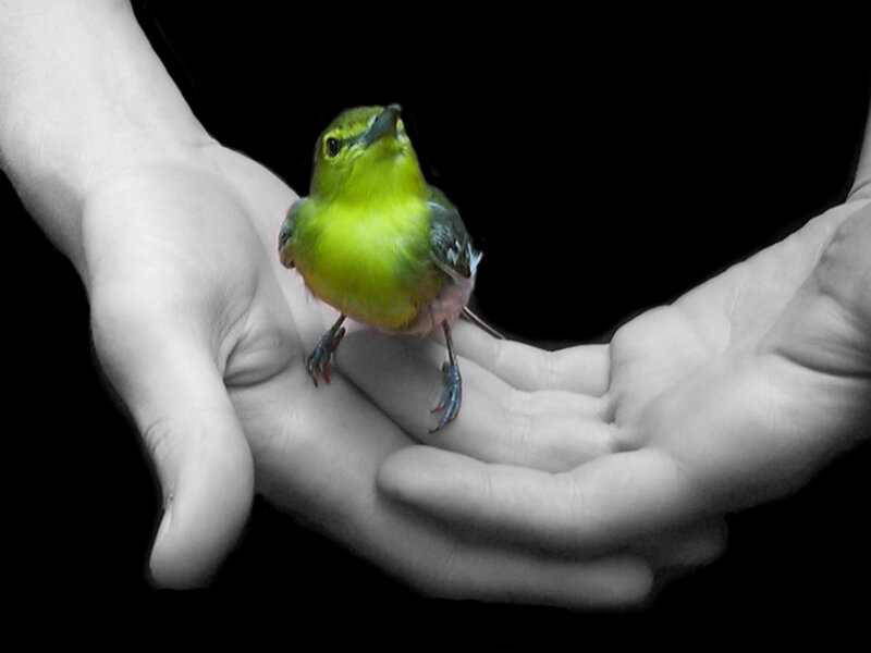Small Green Bird