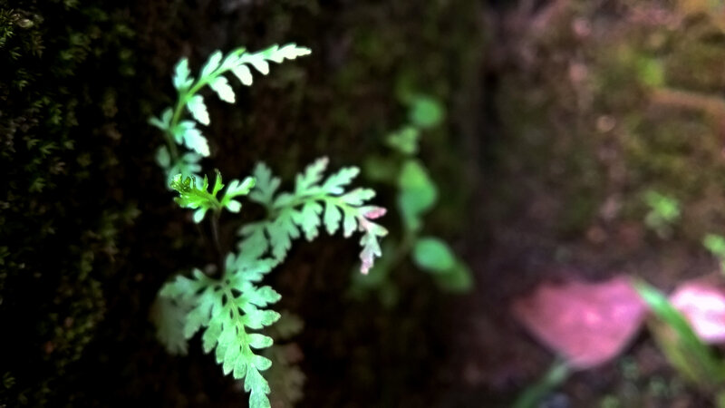 Small Green Fern Plant