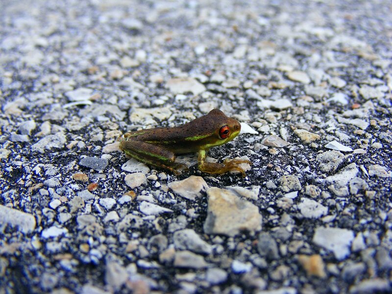 Small Green Frog