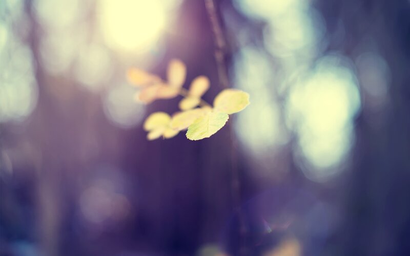 Small Green Leaves on Branch — Serene