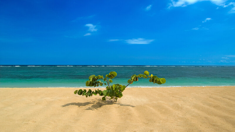 Small Green Plant on Beach