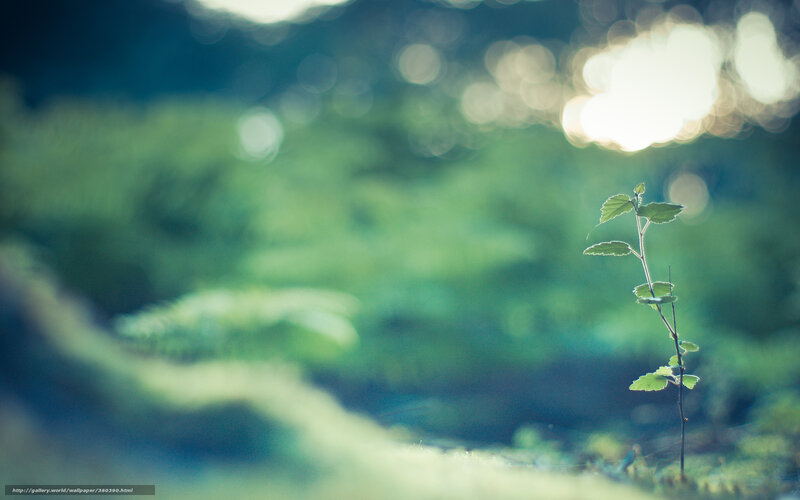 Small Green Plant