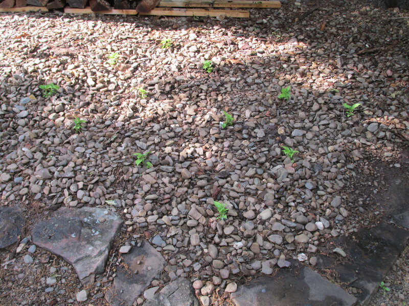 Small Green Plants — Gray