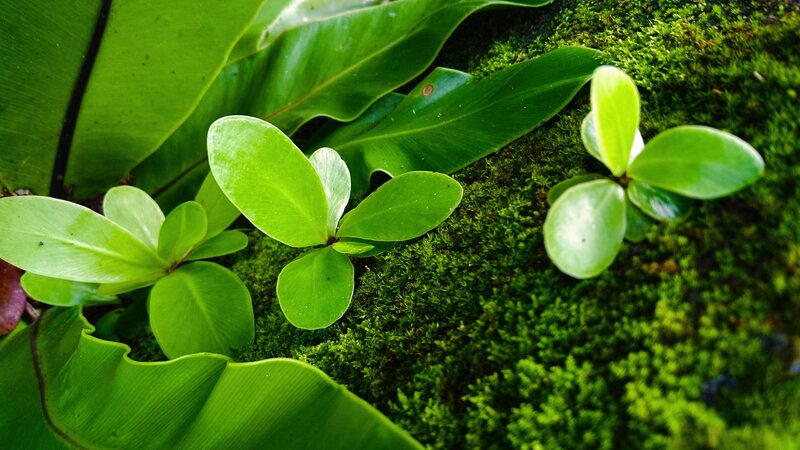 Small Green Plants — Serene