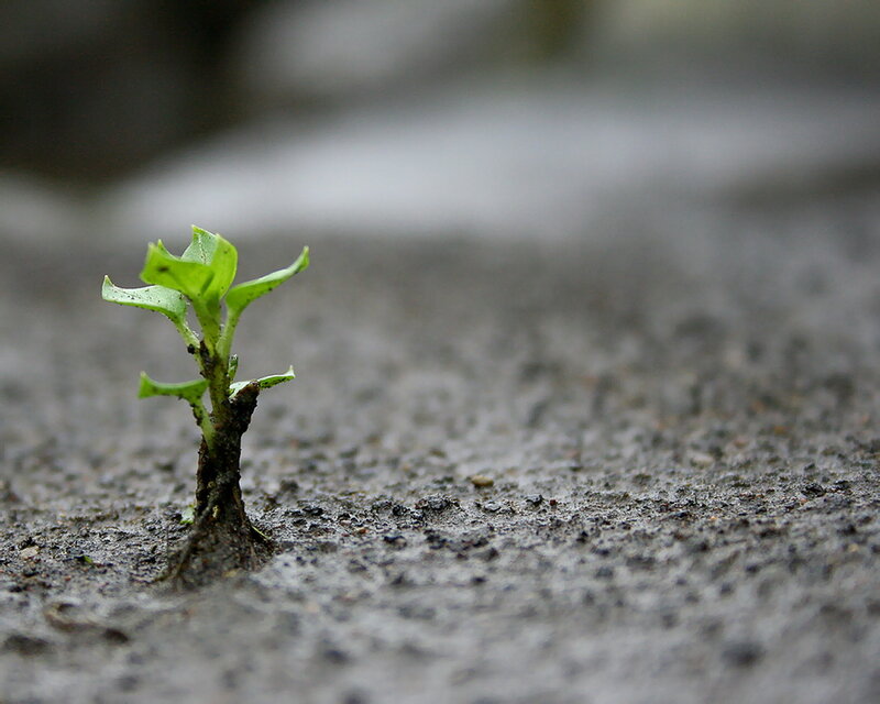 Small Green Sprout — Calm, Photograph