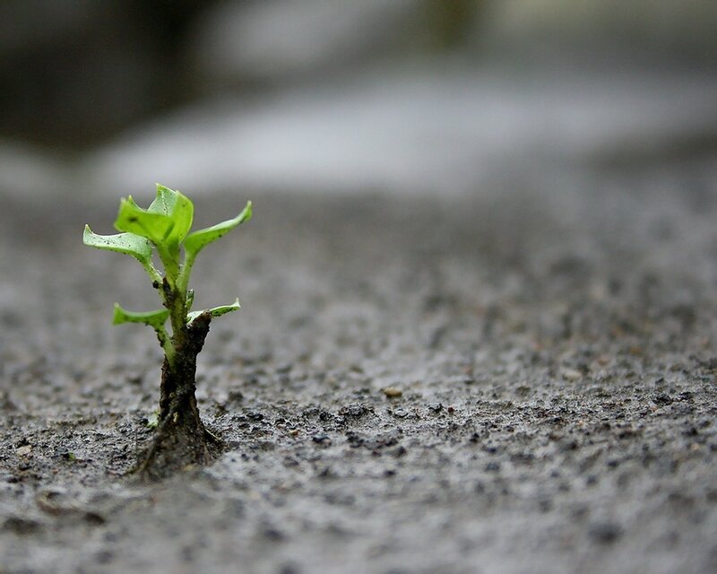 Small Green Sprout — Calm