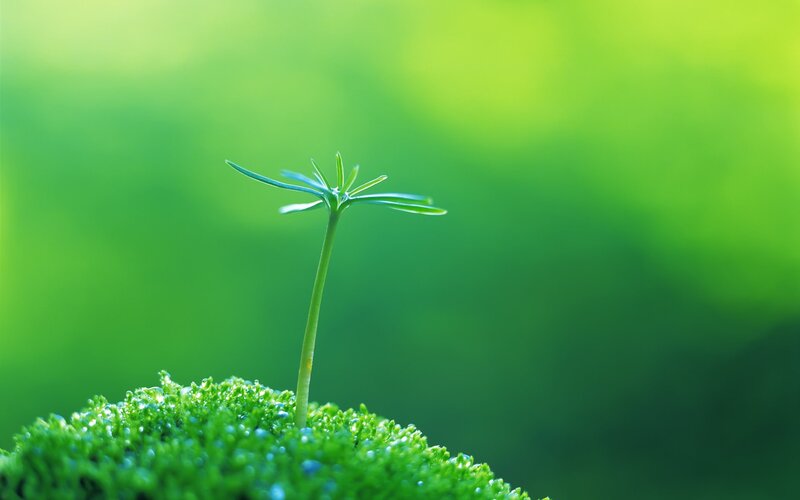 Small Green Sprout