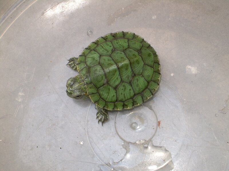 small green turtle on plastic