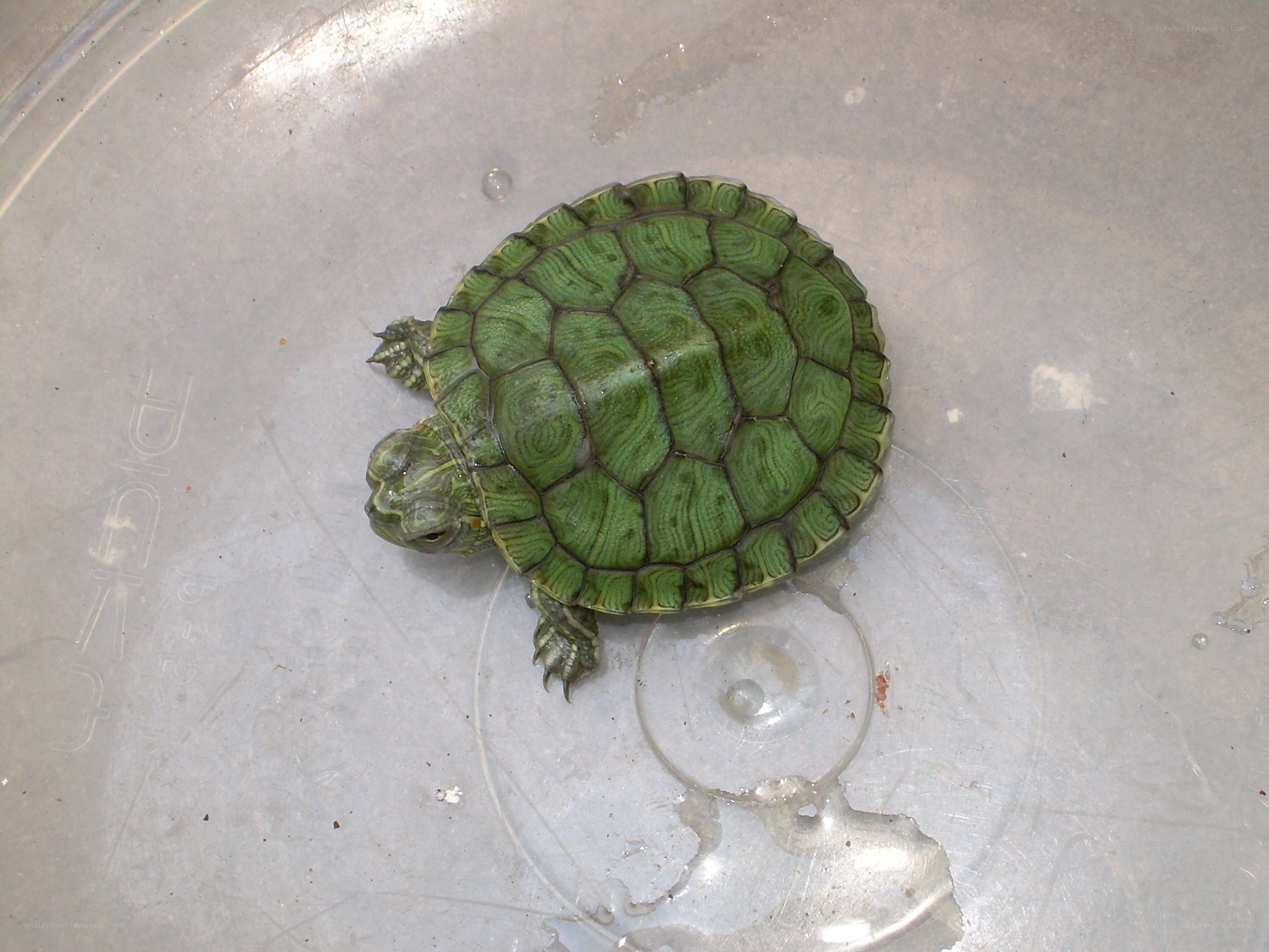 small green turtle on plastic