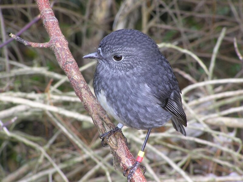 Small Grey Bird — Calm, Photograph