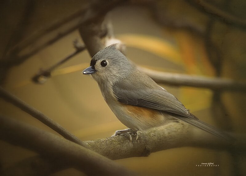 Small Grey Bird — Calm