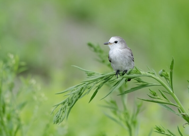 Small Grey Bird — Green