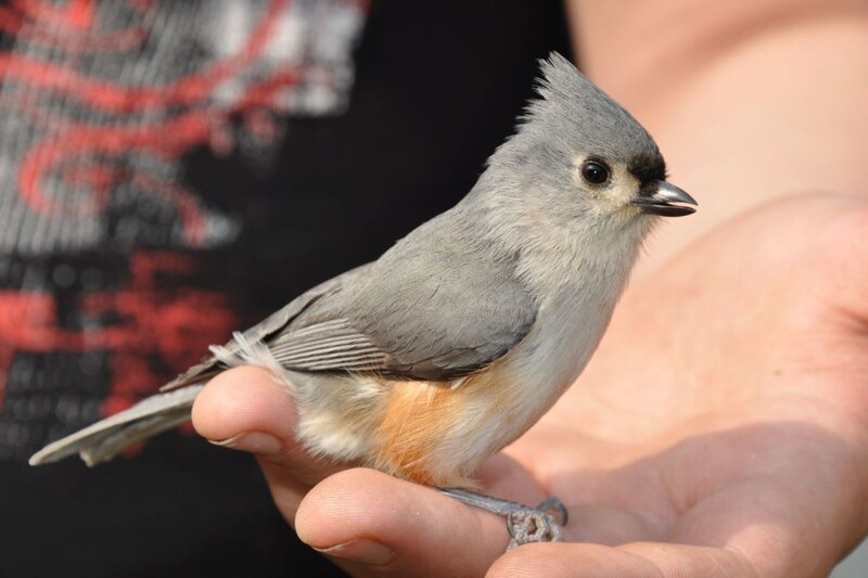 Small Grey Bird