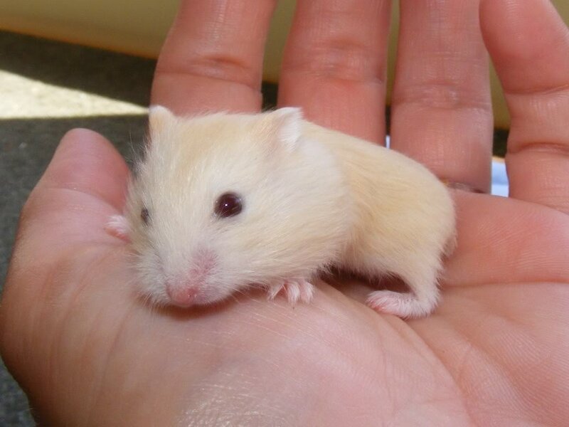 small hamster in hand