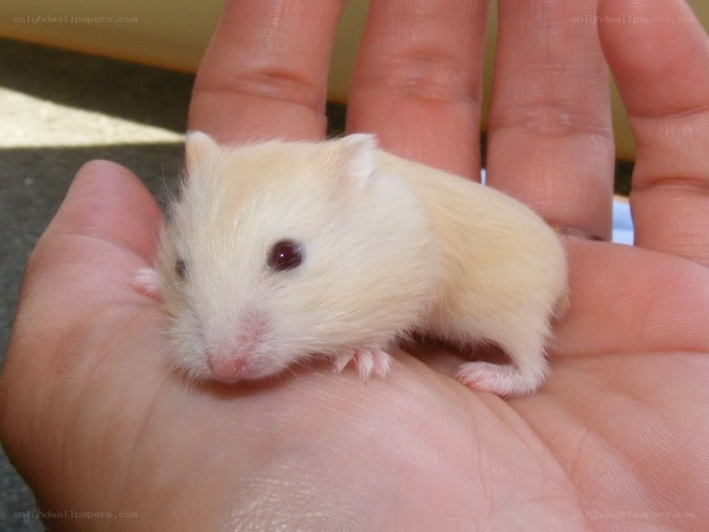 small hamster in hand