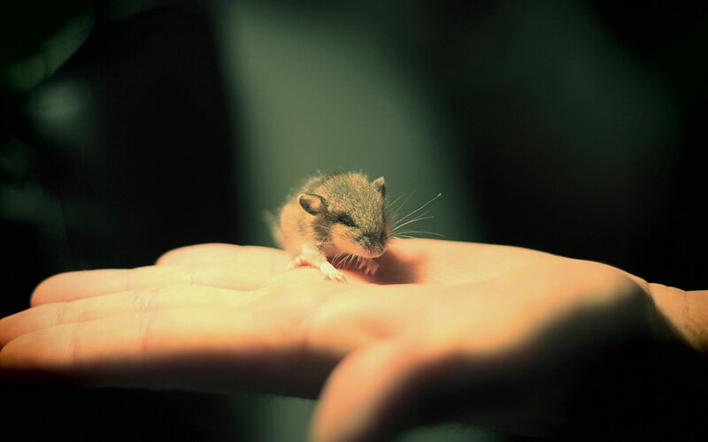 Small Hamster on Hand