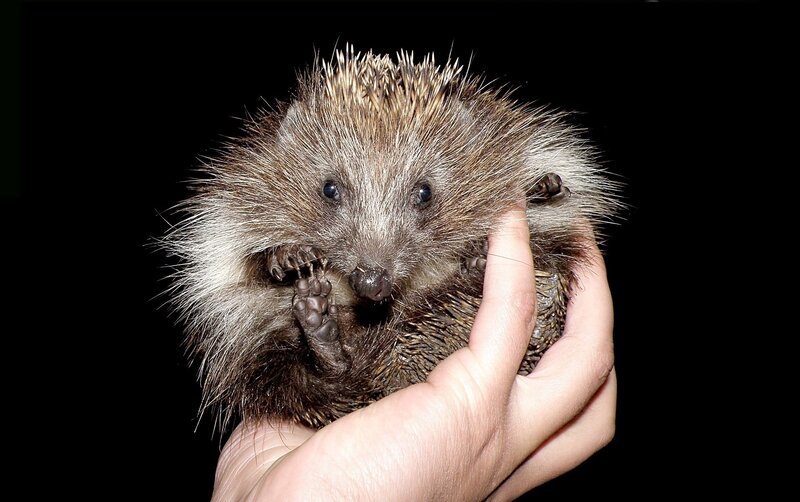 Small Hedgehog Being Held