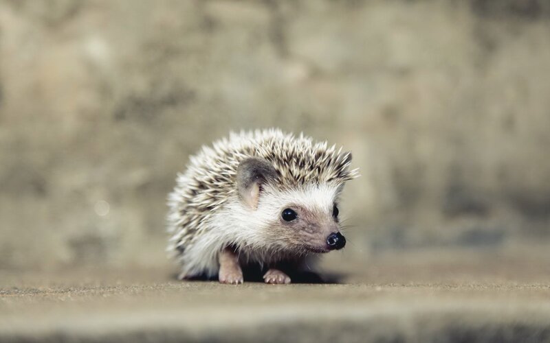Small Hedgehog Standing