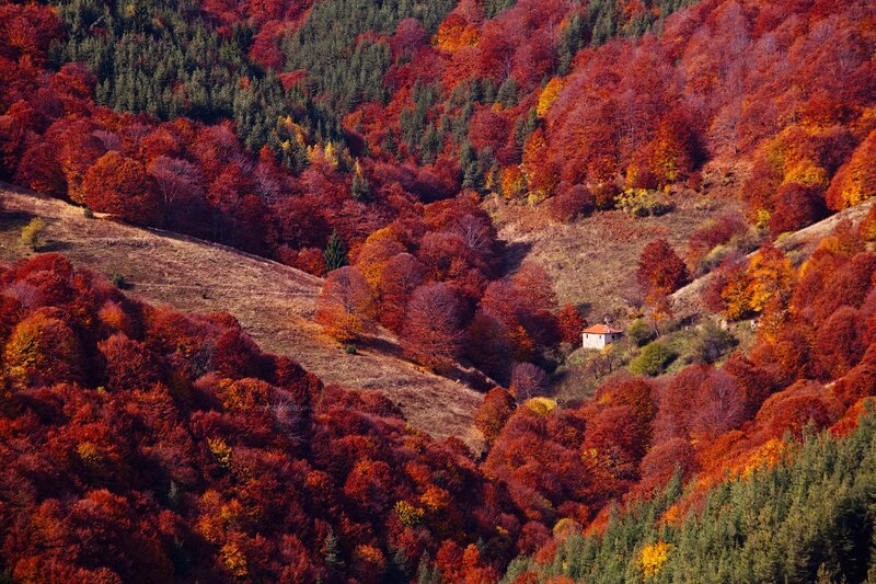 Small House in Autumn Forest