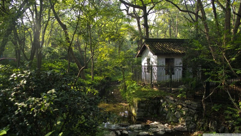 Small House in Forest — Green