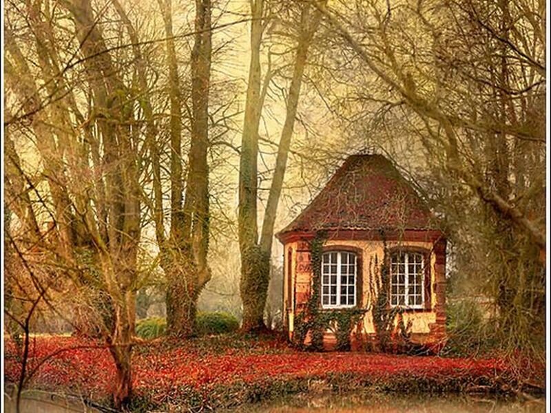 Small House in Forest