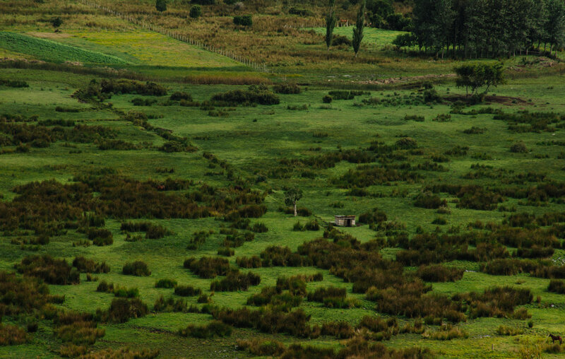 Small Hut in Field — Green, Serene