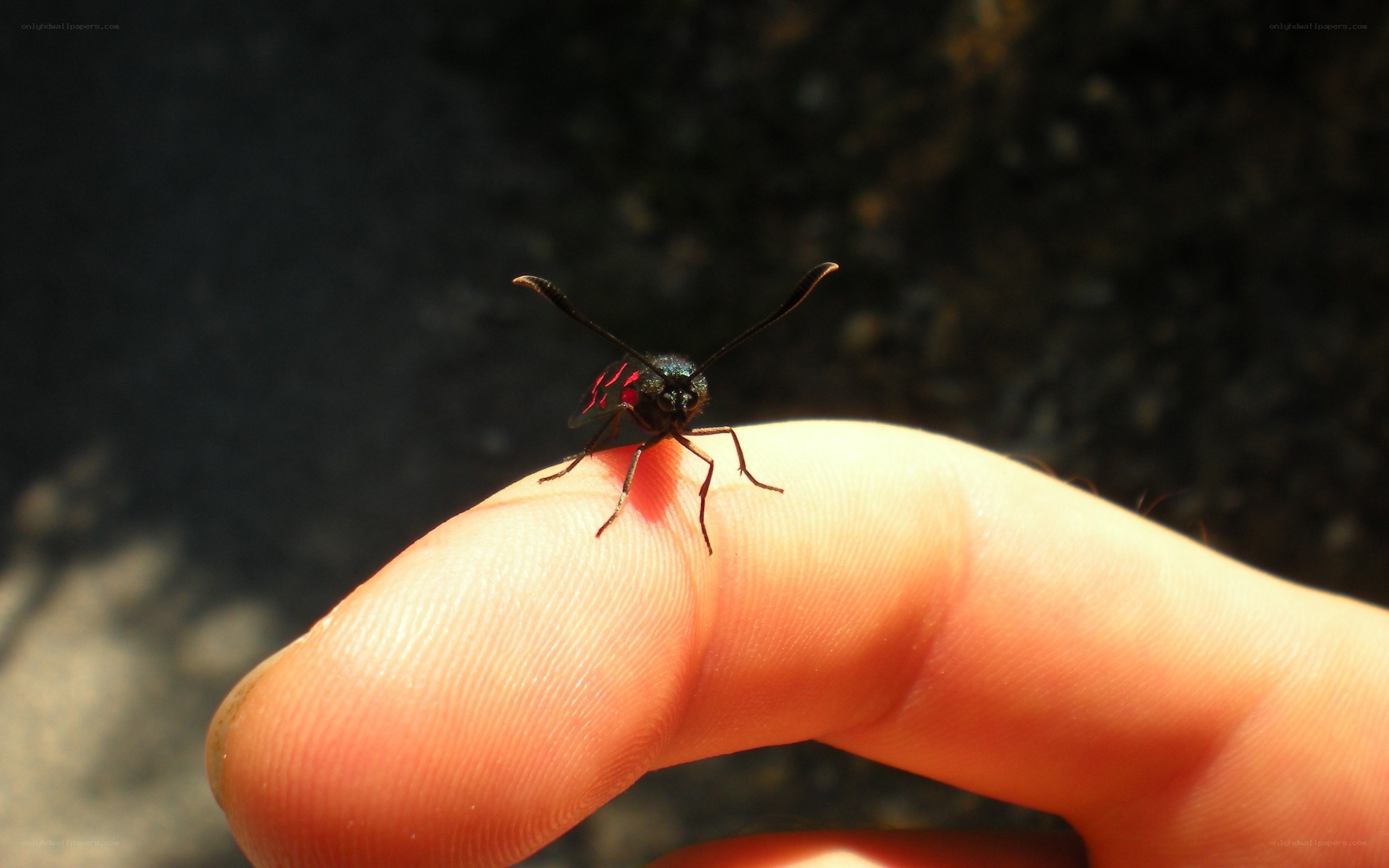 small insect on finger