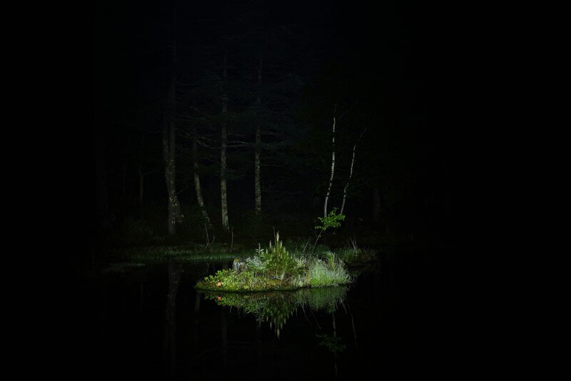 Small Island in Pond