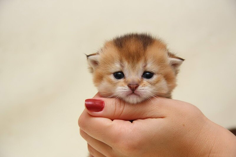 Small Kitten in Hand