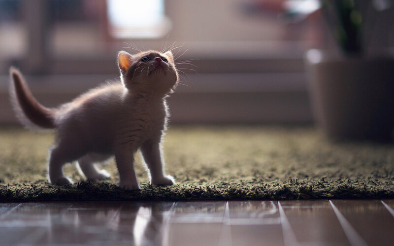 Small Kitten on Rug
