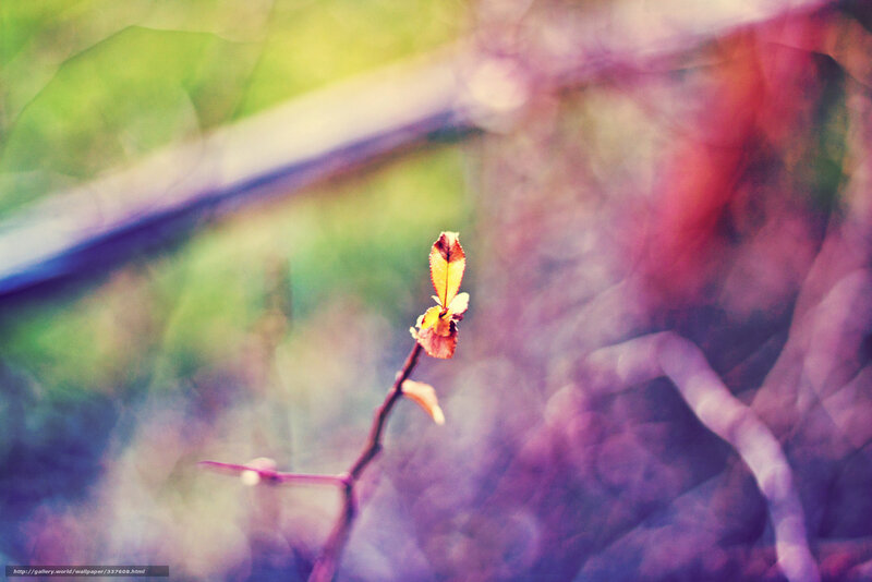 Small Leaf on Branch