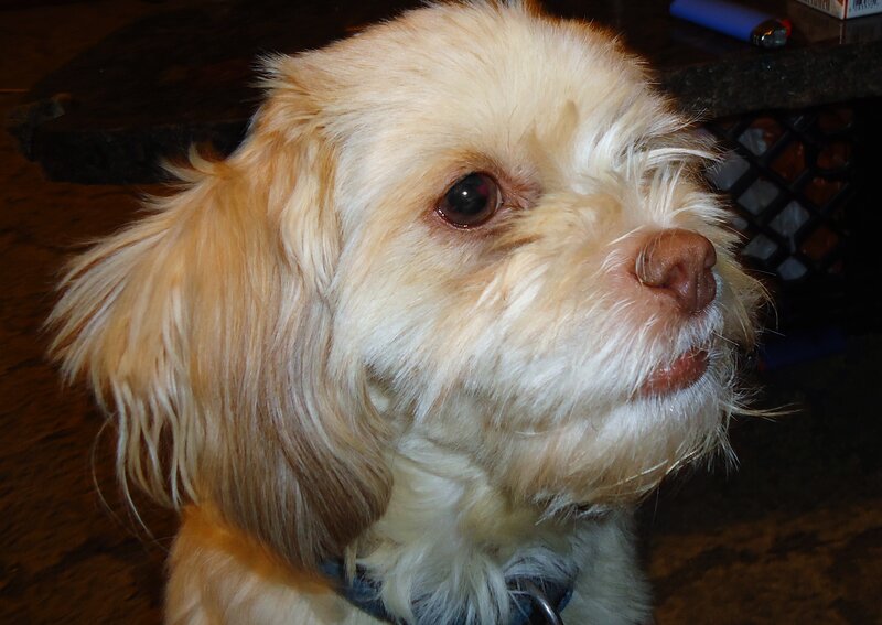 Small Light-colored Dog