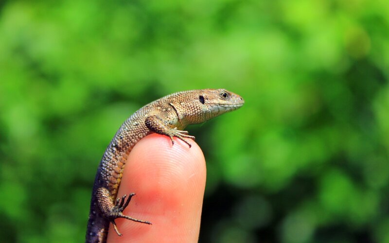 Small lizard on a finger