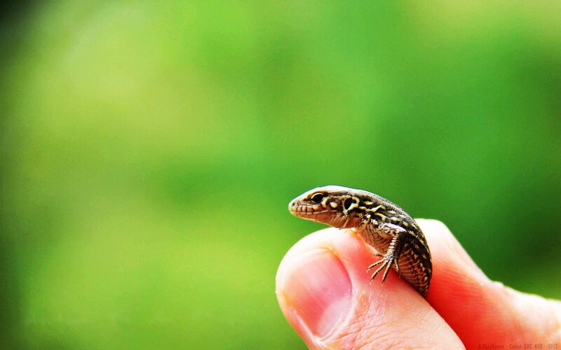 Small Lizard on Finger — Green