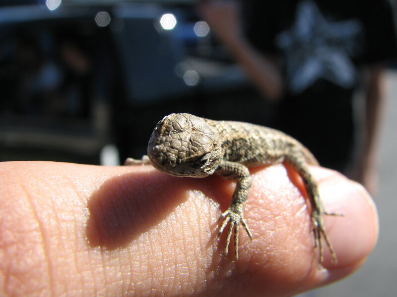 Small Lizard on Finger