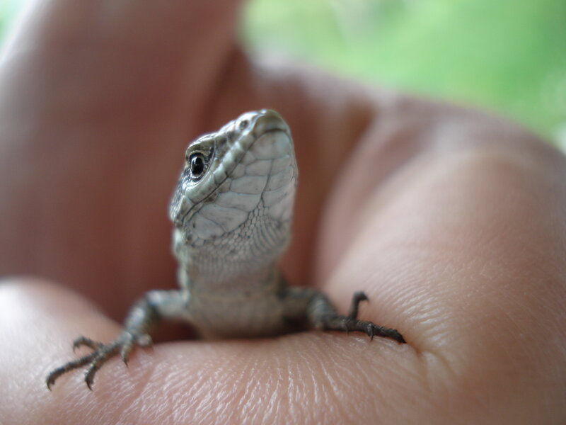 Small lizard on hand