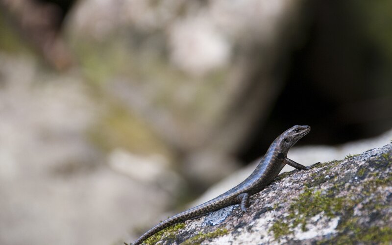 Small Lizard on Rock — Gray