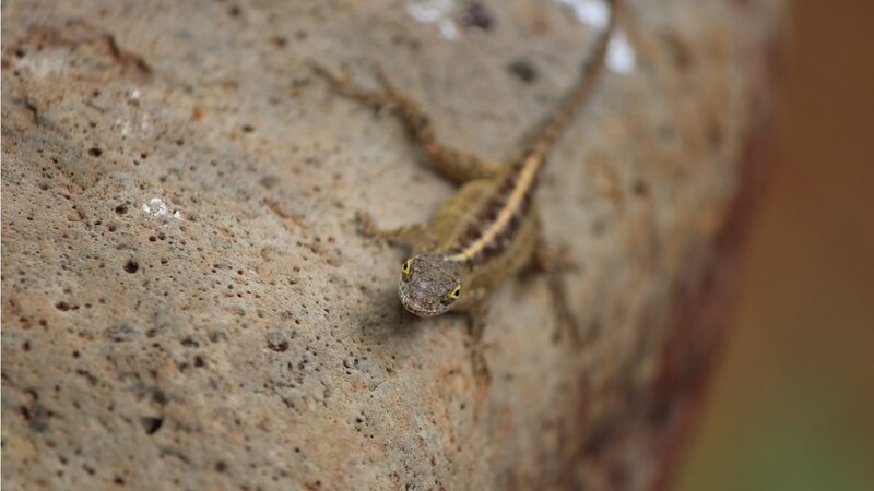 Small Lizard on Rock