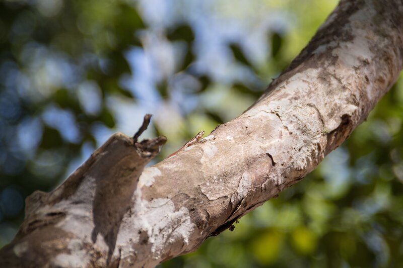 Small Lizard on Tree Branch