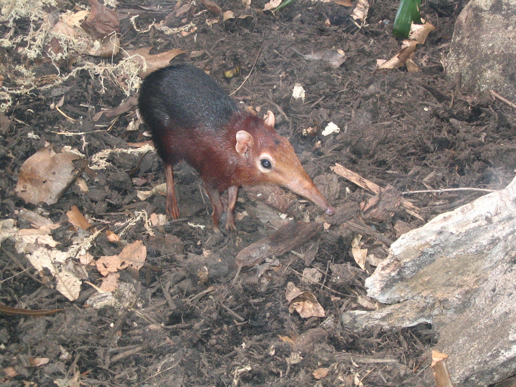 small mammal with long snout