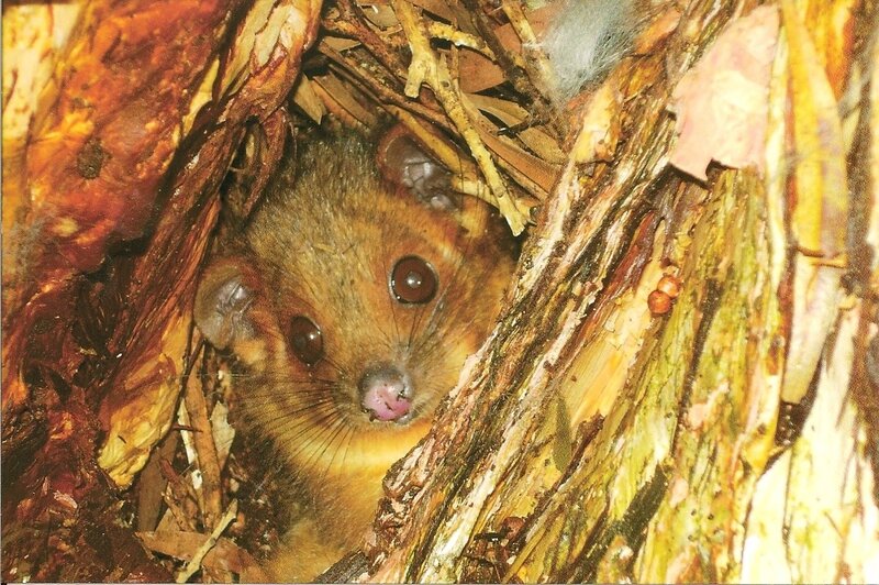 Small Marsupial in Nest