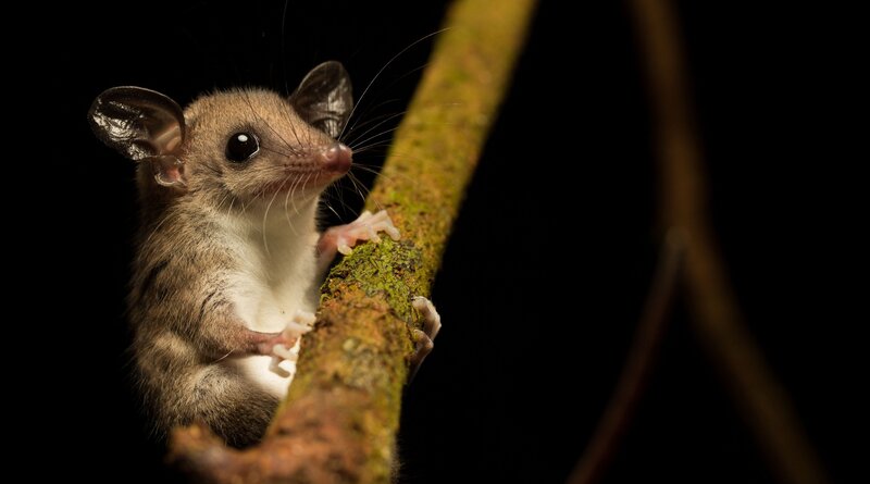 Small Marsupial on Branch