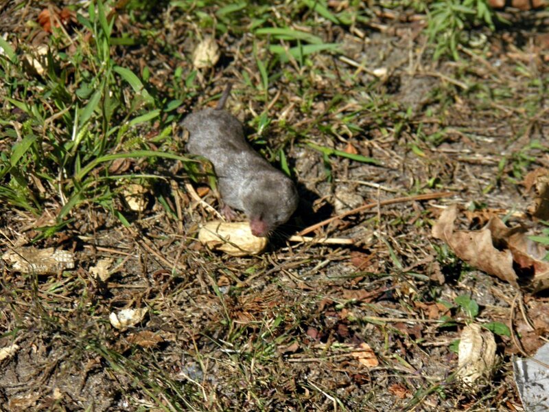 Small Mole on Ground