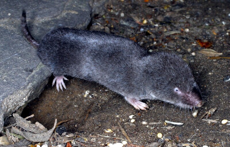 Small mole on the ground