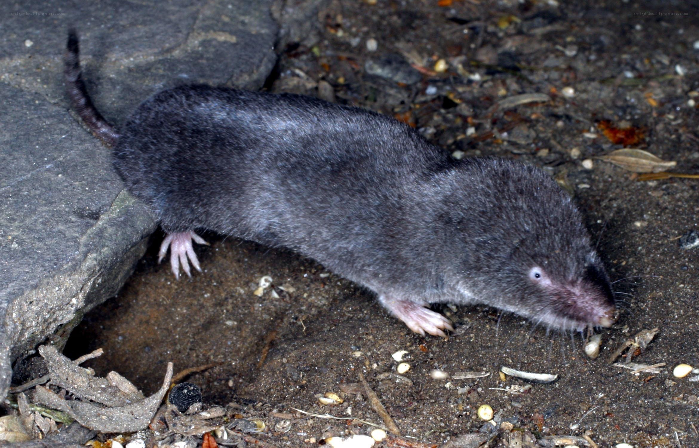 Small mole on the ground