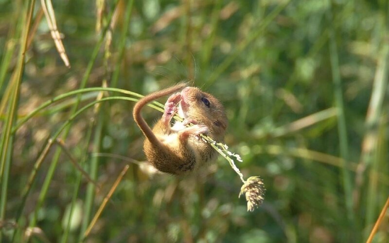 Small Mouse Hanging from Grass