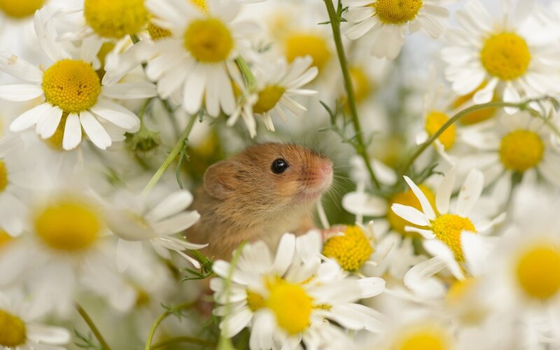 Small Mouse in Daisies