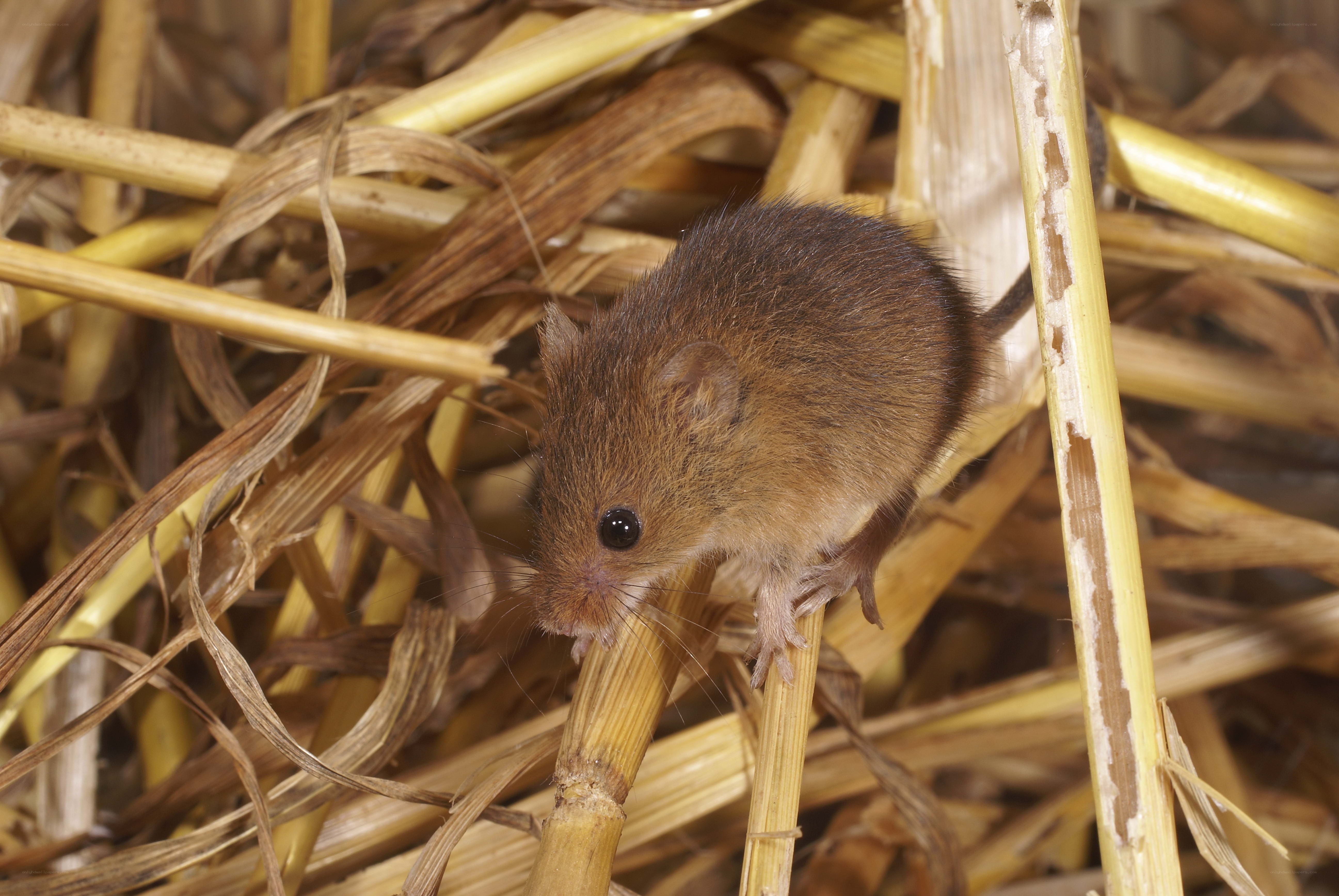 Small mouse in dry grass