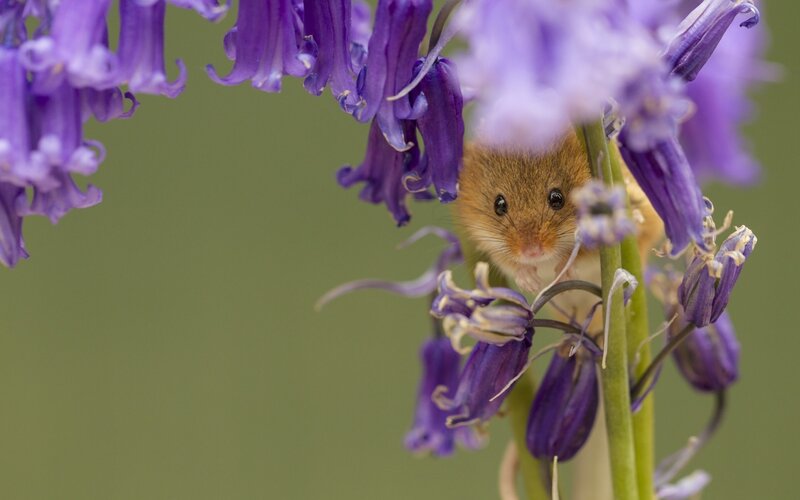 Small Mouse in Flowers — Purple