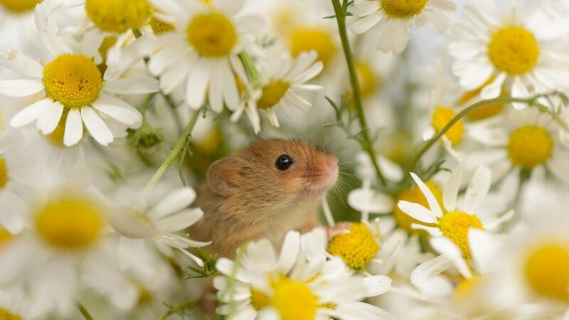 Small Mouse in Flowers